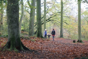 Walking through beech woods