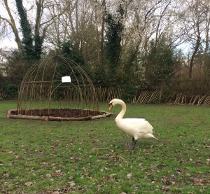 Swan impressed by the willow dome